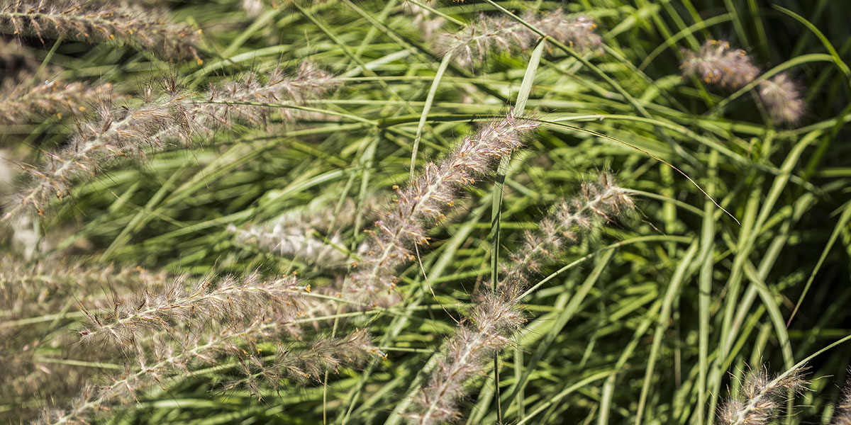 Jardin graminée paysagiste - Murmures de jardin