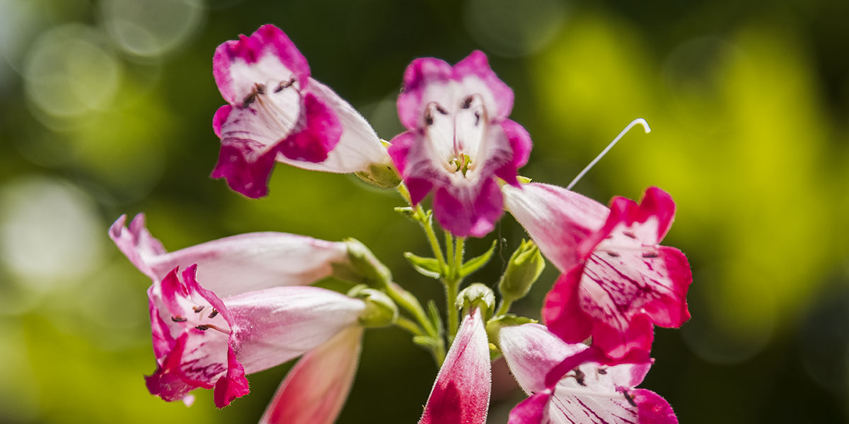 Jardin avec fleur à Pau